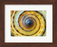 Shell Spiral IV Fine Art Print