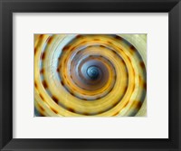 Shell Spiral IV Fine Art Print
