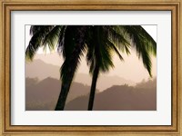 Misty Palms Fine Art Print