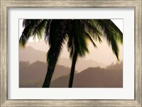 Misty Palms Fine Art Print