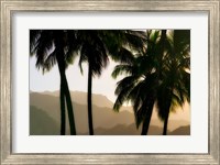 Misty Palms II Fine Art Print