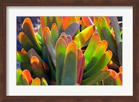 Succulents II Fine Art Print