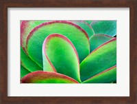 Succulent V Fine Art Print