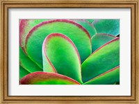 Succulent V Fine Art Print