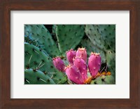 Pink Cactus Fine Art Print