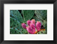 Pink Cactus Fine Art Print