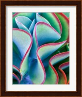 Succulent VII Fine Art Print