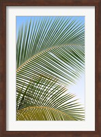 Tropical II Fine Art Print