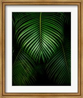 Tropical IV Fine Art Print