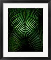 Tropical IV Fine Art Print