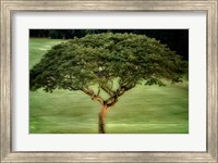 Single Tree Fine Art Print