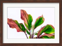 Botanical Fine Art Print