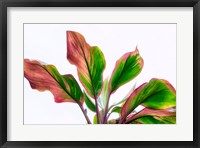 Botanical Fine Art Print