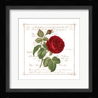 Floral V Framed Print