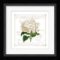 Floral IV Framed Print