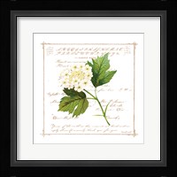 Floral II Framed Print