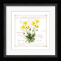 Floral VI Framed Print
