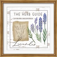 Herb Guide - Lavender Fine Art Print