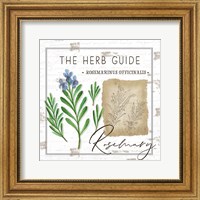 Herb Guide - Rosemary Fine Art Print