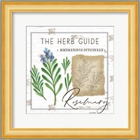 Herb Guide - Rosemary Fine Art Print