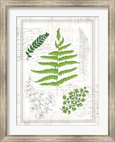 Ferns I Fine Art Print