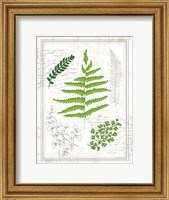 Ferns I Fine Art Print