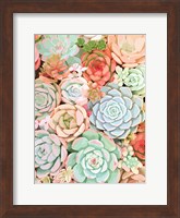 Succulent Fine Art Print