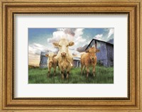 Three Curious Calves Fine Art Print
