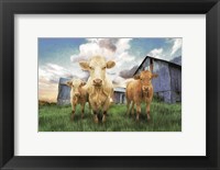 Three Curious Calves Fine Art Print