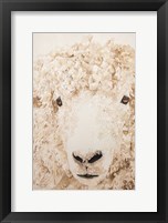 Woolly Fine Art Print
