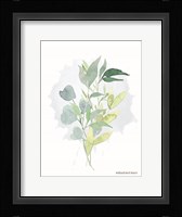 Watercolor Greenery Series II Framed Print