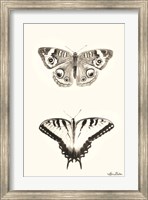 Butterflies Fine Art Print