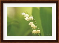 Lily of the Valley Fine Art Print