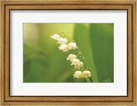 Lily of the Valley Fine Art Print