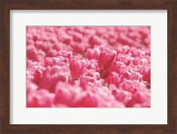 Pink Field Fine Art Print