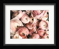 Coral Ranunculus Fine Art Print