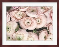 Soft Pink Ranunculus Fine Art Print