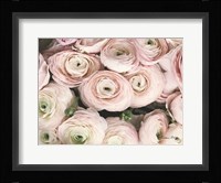 Soft Pink Ranunculus Fine Art Print
