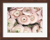 Soft Pink Ranunculus Fine Art Print