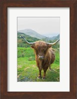 Scottish Highland Cattle VI Fine Art Print