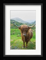 Scottish Highland Cattle VI Fine Art Print