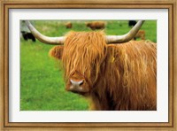 Scottish Highland Cattle I Fine Art Print
