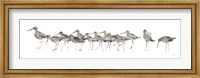 Watercolor Sandpiper Panel Gray Fine Art Print