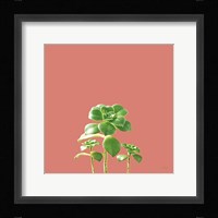 Succulent Simplicity IX Coral Fine Art Print
