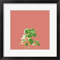 Succulent Simplicity IX Coral Fine Art Print