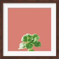 Succulent Simplicity VII Coral Fine Art Print