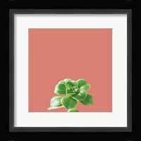 Succulent Simplicity VII Coral Fine Art Print