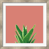 Succulent Simplicity V Coral Fine Art Print