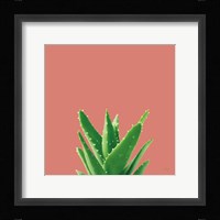 Succulent Simplicity V Coral Fine Art Print