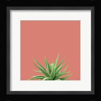 Succulent Simplicity I Coral Fine Art Print